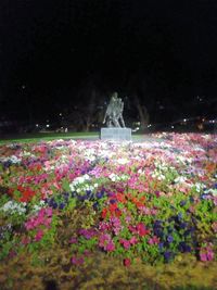 Flowers growing on plant at night