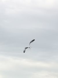 Low angle view of bird flying in sky