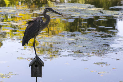 Great blue heron in profile perched on small wood birdhouse with pond in the background