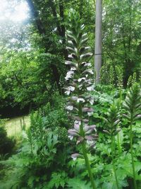 Flowering plants and trees in forest