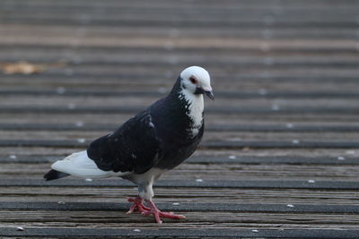 Close-up of seagull perching on wood