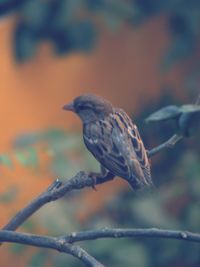 Close-up of bird perching on branch