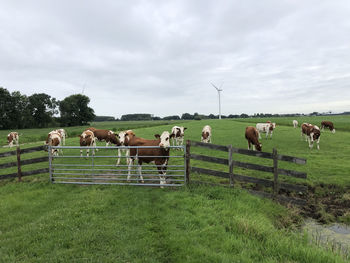 Horses grazing in a field