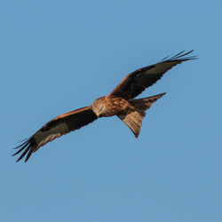 Low angle view of eagle flying against clear blue sky