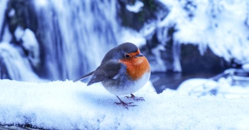 Close-up of bird perching on snow covered landscape