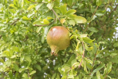 Close-up of apple