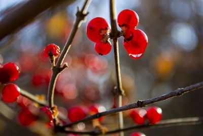 Close-up of red berries growing on plant