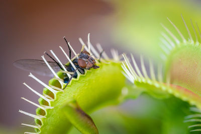 Macro image of a common green bottle fly caught inside one of the traps of a venus fly trap