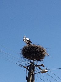 Low angle view of birds perching on power line against clear blue sky