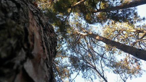 Low angle view of tree against sky