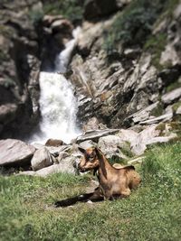 Dog on rock at shore