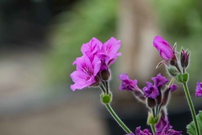 Close-up of pink flowering plant