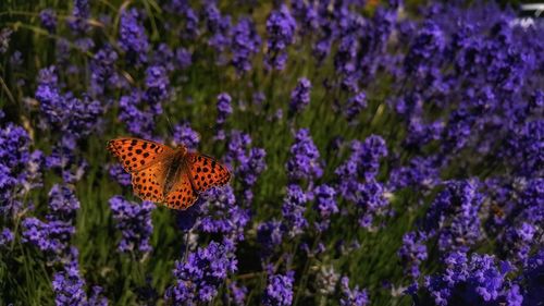 Butterfly pollinating on purple flowers