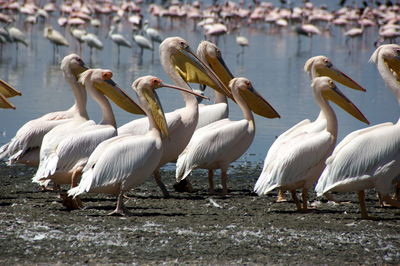 Pelicans on lake