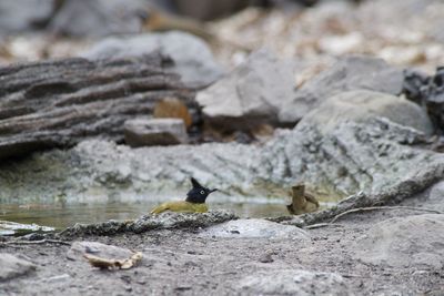Close-up of birds on rock
