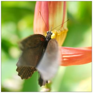 Close-up of butterfly on flower