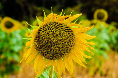 Close-up of sunflower on field