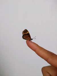 Close-up of butterfly perching on hand over white background