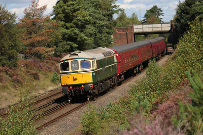 A charter train speeds through the new forest, en route to swanage