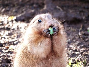 Close-up portrait of gopher