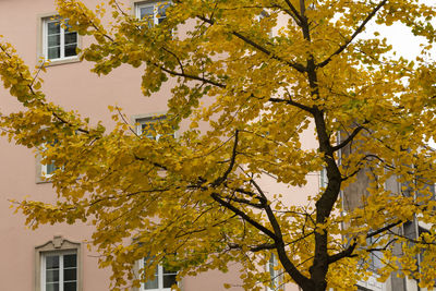 Low angle view of tree against building during autumn