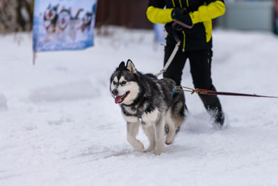 Full length of a dog on snow