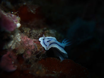 Close-up of fish underwater