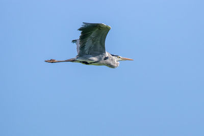 Low angle view of bird flying against clear blue sky