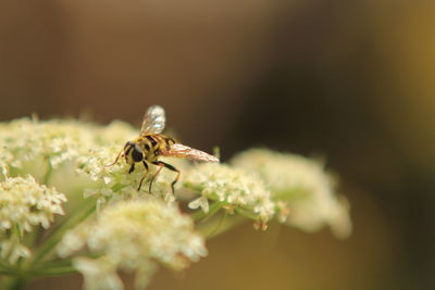 Close-up of bee on flower