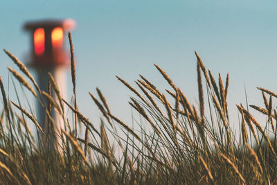 Close-up of crops growing on field against sky