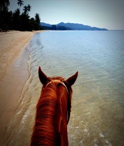 High angle view of horse at beach