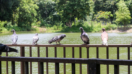 Birds perching on railing against trees