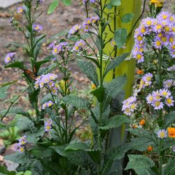 Close-up of flowers blooming outdoors