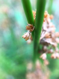 Close-up of flower on plant