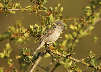 Close-up of bird perching on branch