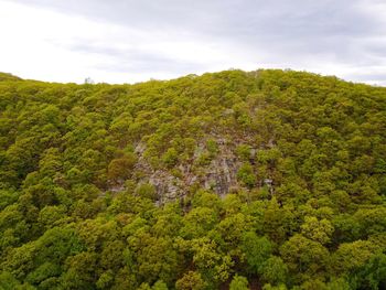 Scenic view of forest against sky