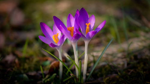 Close-up of purple crocus flower on field