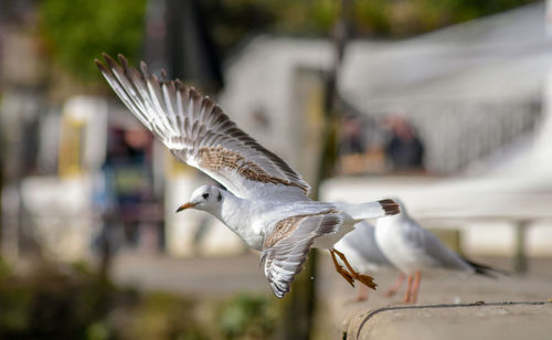 Close-up of pigeon flying