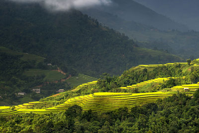 High angle view of agricultural landscape