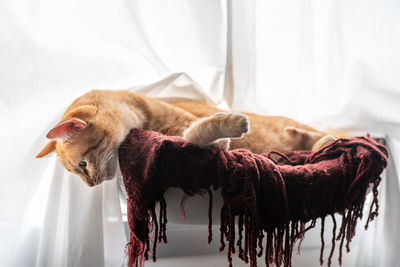 Cat relaxing in a home