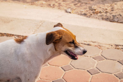 High angle view of dog on footpath