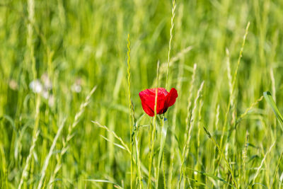 Close-up of red poppy flower on field