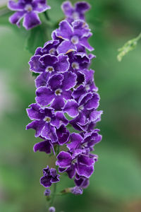 Close-up of purple flowering plant