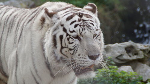 Close-up of a tiger