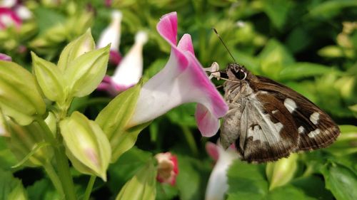 Close-up of butterfly pollinating on flower