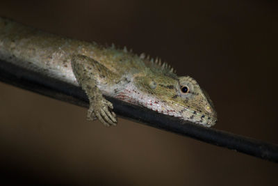 Close-up of lizard on cable