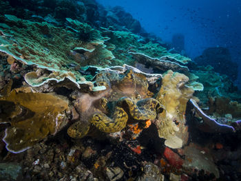Fish swimming in sea