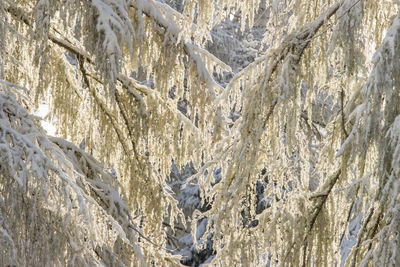 Full frame shot of rocks on snow covered landscape