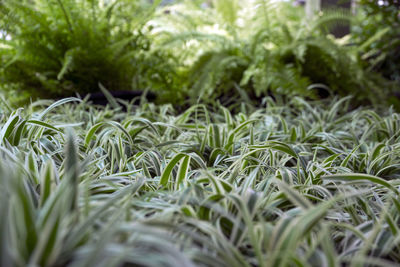 Close-up of leaves on field