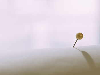 Close-up of water drops on plant against white background